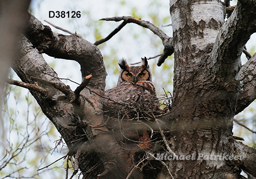 Bubo virginianus